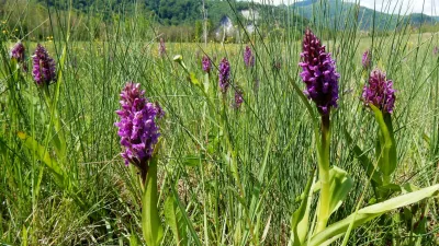 orhideja. mesto akrobatov