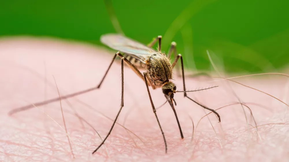 Malaria Infected Mosquito Bite. Leishmaniasis, Encephalitis, Yellow Fever, Dengue, Malaria Disease, Mayaro or Zika Virus Infectious Culex Mosquitoe Parasite Insect Macro.