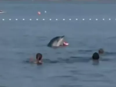 Delfin Zadar