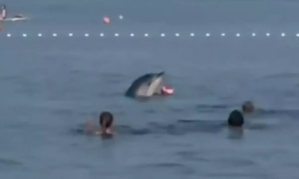 (VIDEO) Delfin, ki se pri Maslenici žoga s kopalci, ni tako nedolžen, svarijo strokovnjaki