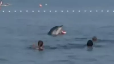 Delfin Zadar