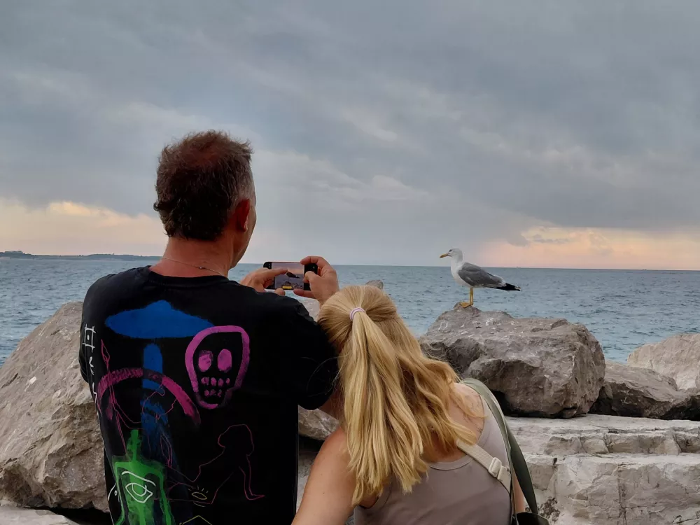 Galeb, Piran sočni zahod