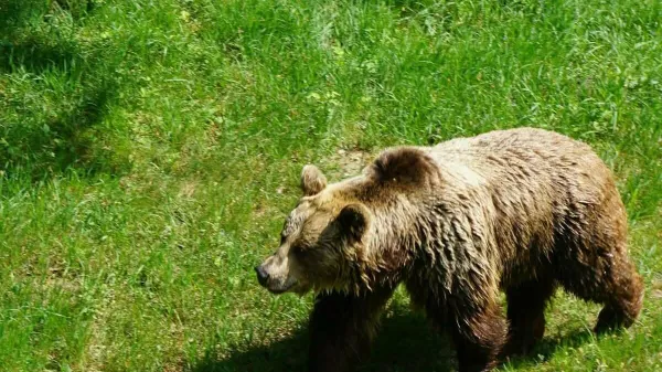 Na območju Dolenje vasi so opazili več medvedk z mladiči. Foto: Občina Ribnica
