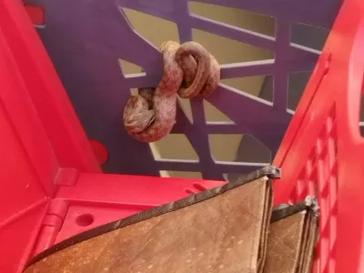 kača v vozičku