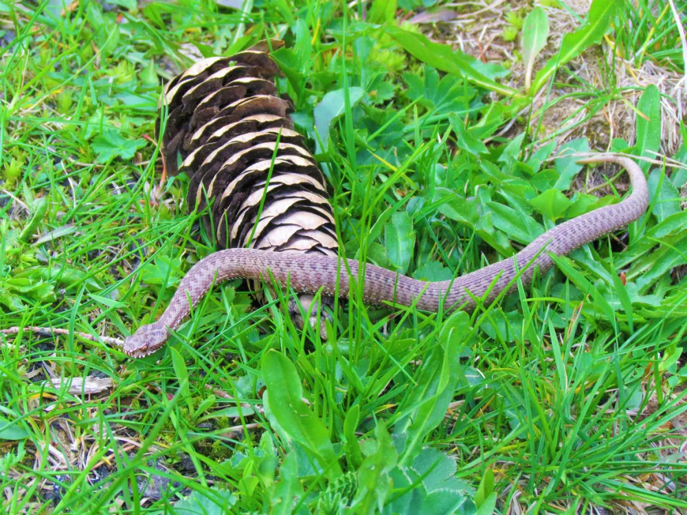 Young common european adder or viper venomous snake in grey color and a chain patter on the back / Foto: Kato08