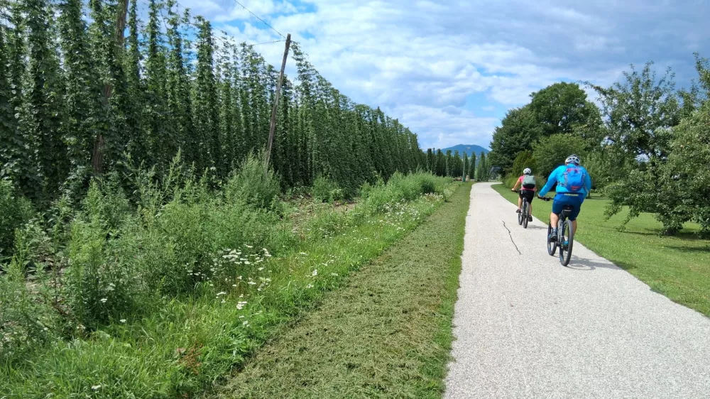 &scaron;trekna proti Slovenj Gradcu hmelj, kolesar / Foto: Katja Petrovec
