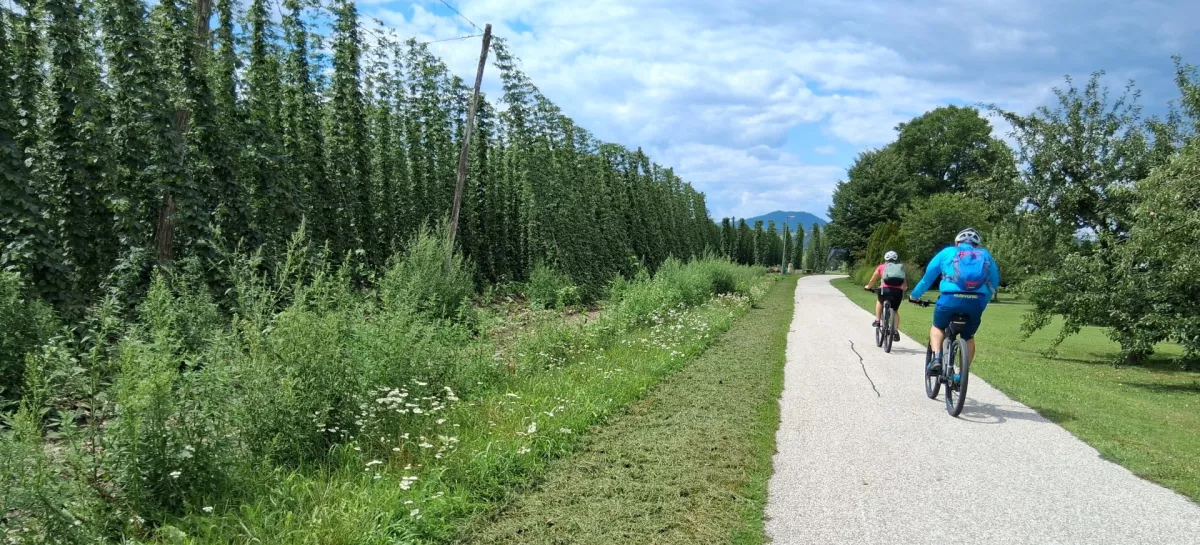 &scaron;trekna proti Slovenj Gradcu hmelj, kolesar / Foto: Katja Petrovec