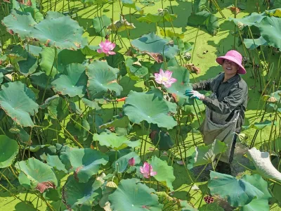 Villagers harvest lotus seedpods in a lotus pond at Jindian Village, Baita Town, Xianju County, east China's Zhejiang province, July 23, 2026.,Image: 1117991908, License: Rights-managed, Restrictions: *** World Rights Except China (including Hong Kong, Macau, and Taiwan) and France *** CHNOUT FRAOUTHKGOUT MACOUT TWNOUT, Model Release: no 