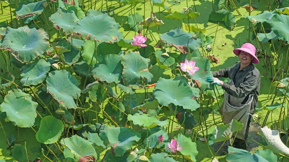 Villagers harvest lotus seedpods in a lotus pond at Jindian Village, Baita Town, Xianju County, east China's Zhejiang province, July 23, 2026.,Image: 1117991908, License: Rights-managed, Restrictions: *** World Rights Except China (including Hong Kong, Macau, and Taiwan) and France *** CHNOUT FRAOUTHKGOUT MACOUT TWNOUT, Model Release: no 