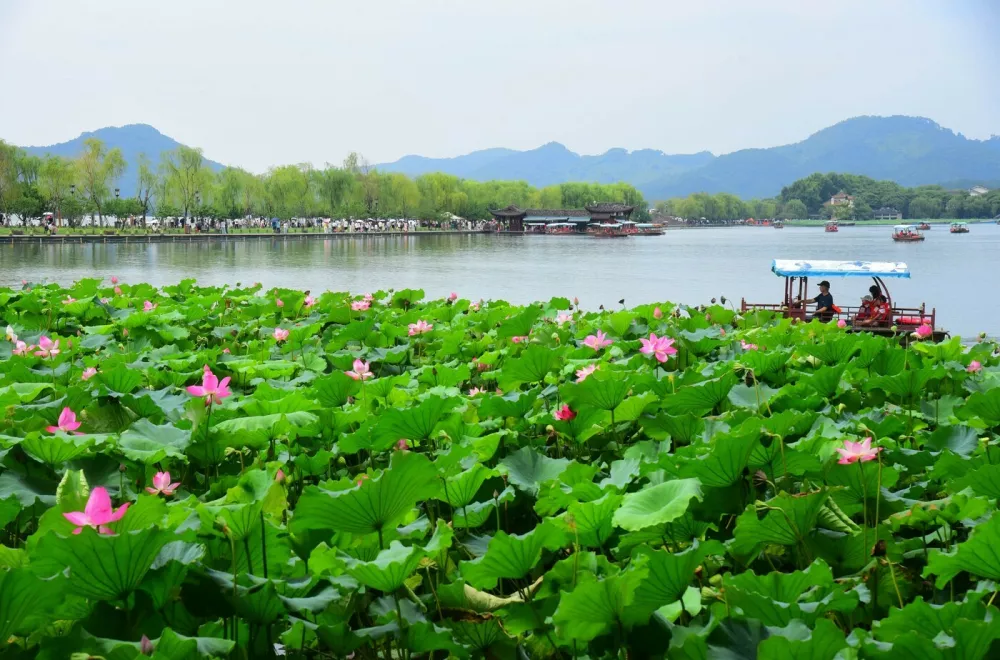 Tourists enjoy the lotus flowers in full bloom at West Lake in Hangzhou, east China's Zhejiang province, July 22, 2026. The lake is covered with lush green leaves and vibrant red blossoms, with distant hills and painted boats creating a picturesque scene.,Image: 1117971326, License: Rights-managed, Restrictions: *** World Rights Except China (including Hong Kong, Macau, and Taiwan) and France *** CHNOUT FRAOUTHKGOUT MACOUT TWNOUT, Model Release: no 