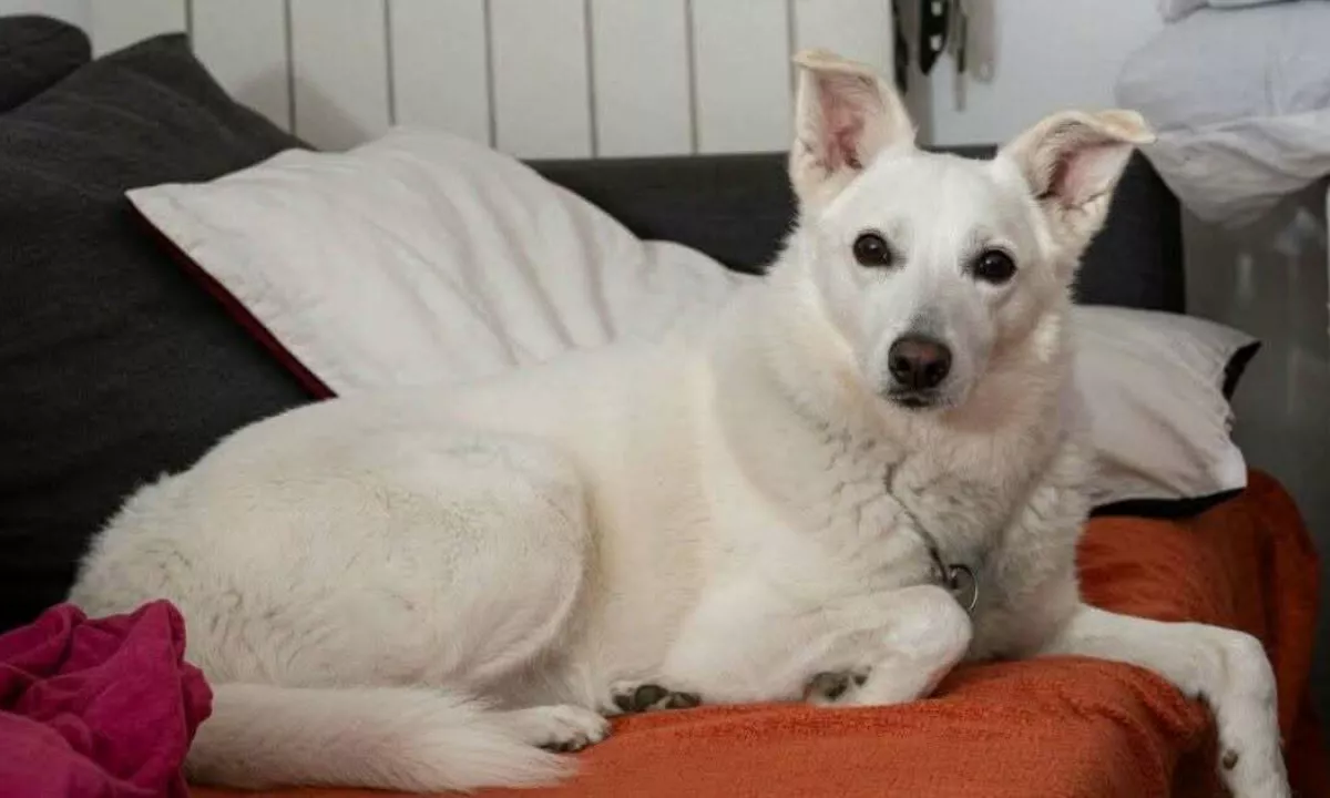 Volk na dvorišču napadel malčka, rešila ga je psička, ki je zanj dala življenje