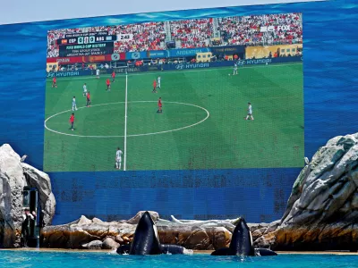 Soccer Football - FIFA World Cup 2026 - Final - Spain v Argentina - Fans gather in SeaWorld - SeaWorld, San Diego, California, U.S. - July 19, 2026 Orca whales stop in front of a large screen showing the World Cup Final match between Spain and Argentina during a watch party from Orca Encounter at SeaWorld in San Diego, California, U.S., July, 19, 2026. REUTERS/Mike Blake  TPX IMAGES OF THE DAY