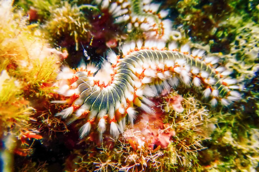 Bearded Fireworm (Hermodice carunculata) Underwater Mediterranean Sea / Foto: Allexxandar