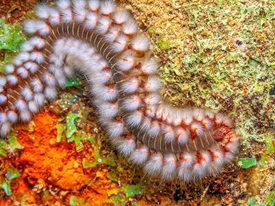 Hermodice carunculata, the bearded fireworm, is a type of marine bristleworm belonging to the Amphinomidae family / Foto: Johnandersonphoto Getty Images