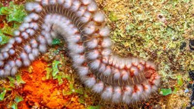 Hermodice carunculata, the bearded fireworm, is a type of marine bristleworm belonging to the Amphinomidae family / Foto: Johnandersonphoto Getty Images