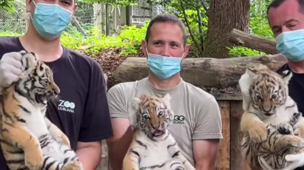 V ZOO Ljubljana so uspe&scaron;no opravili prvi veterinarski pregled treh mladičev sibirskega tigra,