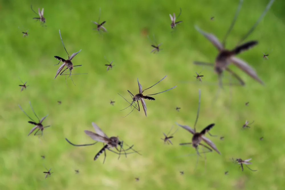 Many mosquitoes fly over green grass field / Foto: Kwangmoozaa Getty Images