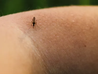 Mosquito-Piskun (Culex pipiens) feeds on the blood of the human body / Foto: Olyasolodenko Getty Images