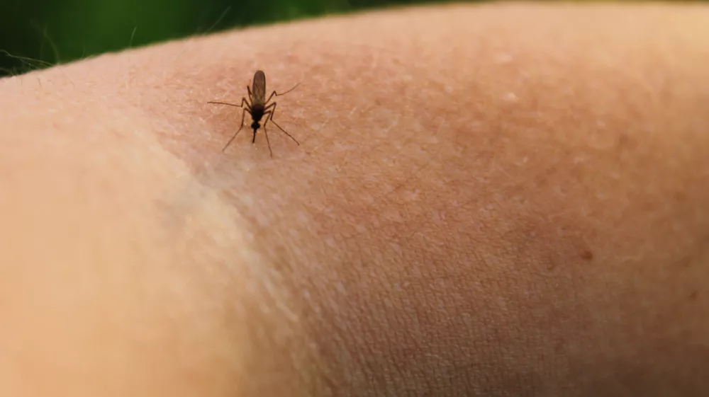 Mosquito-Piskun (Culex pipiens) feeds on the blood of the human body / Foto: Olyasolodenko Getty Images