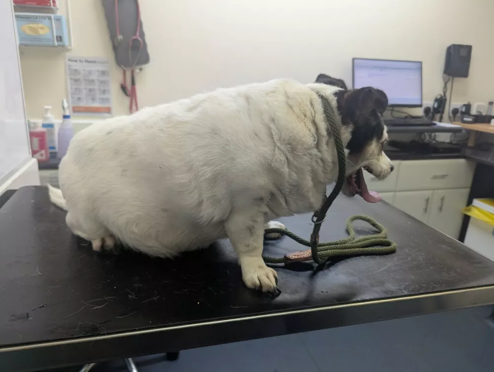 Story from Jam Press (Fat Dog Abuse)Pictured: One of the two Jack Russell terriers found grossly overweight at the property.Dog owner given suspended prison sentence after pet found to weigh more than commercial bag of kibble &ndash; and second 'grossly' obese dog PUT DOWNA dog owner has been given a suspended prison sentence due to the state of his overweight pets &ndash; one of which was found to weigh the same as a 31lb commercial bag of kibble.William Johns was unable to provide a balanced diet for his two Jack Russell terriers, which caused their weight to balloon over time.Cai and Lily were found "grossly" obese by animal rescue officers.Ethan Griffin from the RSPCA visited Johns' home in Lime Court, Swansea, and was left shocked when he spotted Cai collapsed and covered in urine stains.Johns agreed to have the animal rushed to the vet, who discovered that he had heart failure and was very poorly.The difficult decision was made to put Cai down, while officers later returned to the home to retrieve Lily and take her into care.Gemma Cooper from the RSPCA said: "When I went to take her (Lily) from the police officer, it was difficult to hold her like a normal dog as her torso was just so rounded and solid."In my fifteen years as an RSPCA Inspector, I have never seen a dog so overweight."The vet scored Lily's body condition as nine out of nine &ndash; she was out of breath for the entirety of her visit to the clinic.They said: "She weighed 14.2kg (31.3lb) and the level of obesity was one of the worst I have seen."She had difficulty moving around and by keeping a dog in this abnormal state, the owner failed in their duty of care to provide a suitable diet and control their pet's weight."The dog suffered for a prolonged period of at least a month if not longer."William Johns pleaded guilty to two offences under the Animal Welfare Act 2006 and appeared for sentencing at Swansea Magistrates' Court.He also received an eight-month custodial sentence, which was suspended for two years.The court heard how the defendant was unable to properly care for the animals due to a number of health issues, which included suffering from Parkinson's and reduced mobility after having had his leg amputated.At the hearing on 22 Jun, Johns was ordered to pay Ł400 in court costs and a victim surcharge of Ł187.He has also been banned from keeping animals for the next 15 years, as reported by NeedToKnow. Ethan originally visited the home on 24 September.Since being taken in by the RSPCA, Lily has been put on a suitable diet and has already shifted over 2kg (4.4lb).The charity is now looking to rehome her.Gemma added: "These poor dogs were allowed to balloon in weight by the defendant's inability to provide a balanced diet for them."One of them became so ill that he had to be put to sleep and had we not returned to the property, the second dog may also have become seriously unwell."ENDSEDITOR'S NOTE: Non-Exclusive Licence: A non-exclusive licence has been obtained directly from the verified copyright holder. The copyright holder retains the ability to license the content elsewhere.,Image: 1115687739, License: Rights-managed, Restrictions: EDITOR'S NOTE: Non-Exclusive Licence: A non-exclusive licence has been obtained directly from the verified copyright holder. The copyright holder retains the ability to license the content elsewhere., Model Release: no 