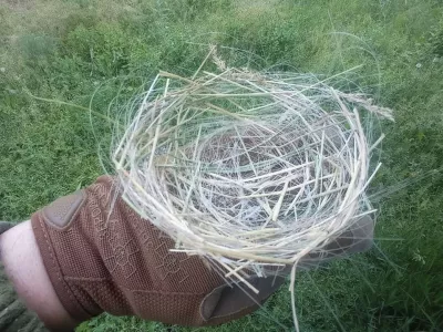 Birds use fiber-optic cables from killer drones to build nests in war-torn Donbas,Image: 1108913377, License: Rights-managed, Restrictions: ***HANDOUT image or SOCIAL MEDIA IMAGE or FILMSTILL for EDITORIAL USE ONLY! * Please note: Fees charged by Profimedia are for the Profimedia's services only, and do not, nor are they intended to, convey to the user any ownership of Copyright or License in the material. Profimedia does not claim any ownership including but not limited to Copyright or License in the attached material. By publishing this material you (the user) expressly agree to indemnify and to hold Profimedia and its directors, shareholders and employees harmless from any loss, claims, damages, demands, expenses (including legal fees), or any causes of action or allegation against Profimedia arising out of or connected in any way with publication of the material. Profimedia does not claim any copyright or license in the attached materials. Any downloading fees charged by Profimedia are for Profimedia's services only. * Handling Fee Only ***, Model Release: no 