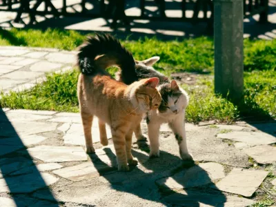 Veterinarji opozarjajo, da se pri mačkah &scaron;tevilne kronične bolezni razvijajo več mesecev ali celo let, preden postanejo očitne. Foto: Vetpromet