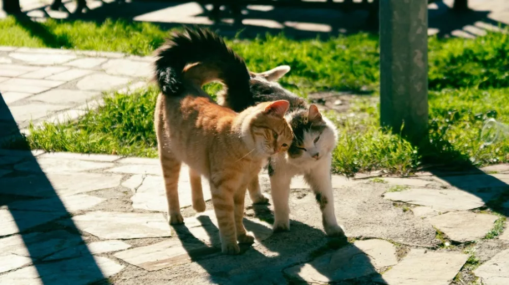 Veterinarji opozarjajo, da se pri mačkah &scaron;tevilne kronične bolezni razvijajo več mesecev ali celo let, preden postanejo očitne. Foto: Vetpromet