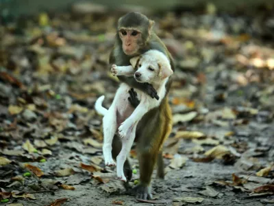 DHAKA, BANGLADESH - NOVEMBER 11: A monkey carrying a puppy are seen around the park in Dhaka, Bangladesh on November 11, 2022. A monkey was spotted carrying a puppy around the park. The monkey also carried the puppy on its lap and was seen jumping from a tree's branches. Even though monkeys and dogs do not necessarily bond, a different animal friendly relationship was seen in Dhaka. Stringer / Anadolu Agency/ABACAPRESS.COM,Image: 737475323, License: Rights-managed, Restrictions:, Model Release: no 