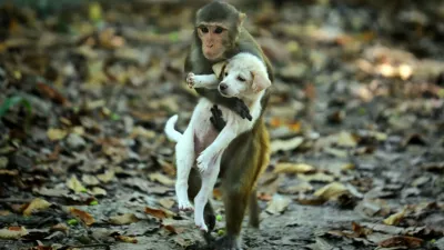 DHAKA, BANGLADESH - NOVEMBER 11: A monkey carrying a puppy are seen around the park in Dhaka, Bangladesh on November 11, 2022. A monkey was spotted carrying a puppy around the park. The monkey also carried the puppy on its lap and was seen jumping from a tree's branches. Even though monkeys and dogs do not necessarily bond, a different animal friendly relationship was seen in Dhaka. Stringer / Anadolu Agency/ABACAPRESS.COM,Image: 737475323, License: Rights-managed, Restrictions:, Model Release: no 
