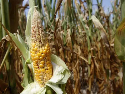 Corn plants struggle to survive in drought-stricken farm fields in Ferdinand, Indiana, July 24, 2012. Rainfall across the northern U.S. Midwest over the next 10 days will provide some relief for the drought-stricken corn and soybean crops, but more rain is needed to stem further crop losses, agricultural meteorologists said on Tuesday. REUTERS/ John Sommers II (UNITED STATES - Tags: AGRICULTURE ENVIRONMENT) / Foto: John Sommers Ii