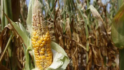 Corn plants struggle to survive in drought-stricken farm fields in Ferdinand, Indiana, July 24, 2012. Rainfall across the northern U.S. Midwest over the next 10 days will provide some relief for the drought-stricken corn and soybean crops, but more rain is needed to stem further crop losses, agricultural meteorologists said on Tuesday. REUTERS/ John Sommers II (UNITED STATES - Tags: AGRICULTURE ENVIRONMENT) / Foto: John Sommers Ii