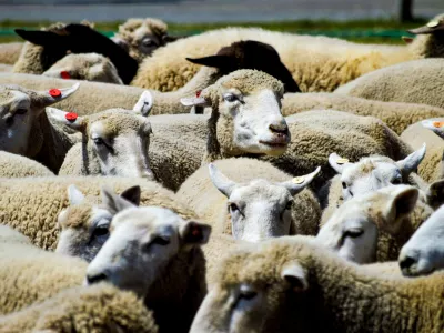 A sheep parade in Chiba, Japan.