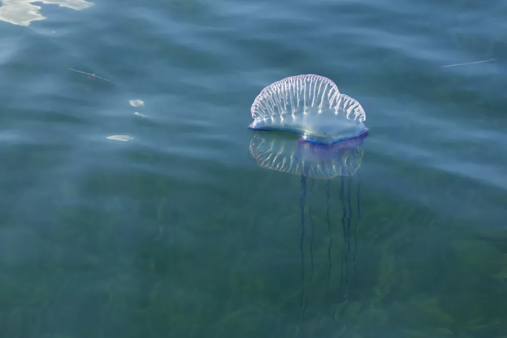 Prepoznamo jo po tipični obliki nad gladino, toda največja nevarnost se skriva pod njo. / Foto: Istock