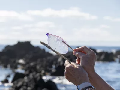 Nikoli se je ne dotikamo z rokami, saj je lahko bitje strupeno &scaron;e dneve ali tedne po tem, ko ga morje naplavi na obalo. / Foto: Istock