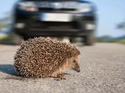 Hedgehog crossing street in front of an oncoming car