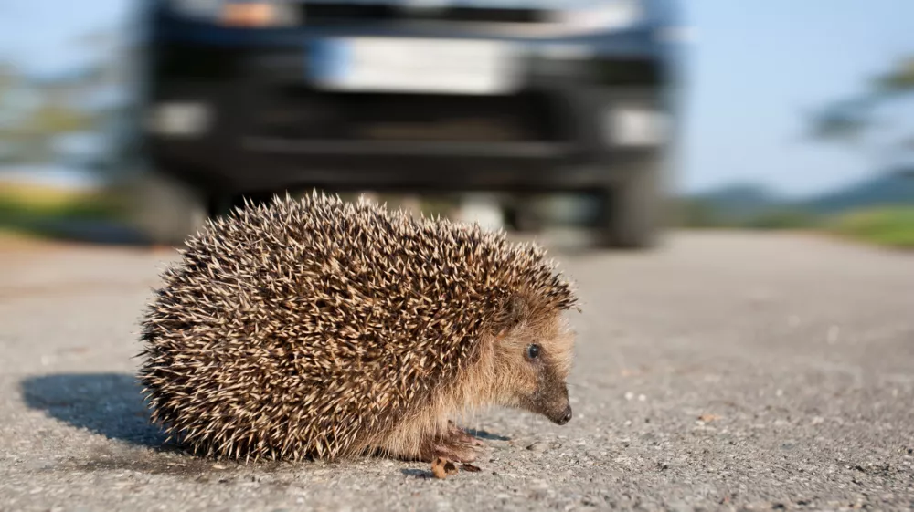 Hedgehog crossing street in front of an oncoming car