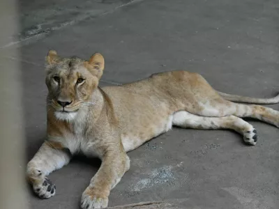 Three-year-old female lion Mugi, one of three lions in Tama Zoological Park that died recently due to suspected heat-related illness, in Tokyo, Japan, in this handout photo taken on May 28, 2025 released by Tokyo Zoological Park Society, and obtained by Reuters on August 4, 2026. Tokyo Zoological Park Society/Handout via REUTERS THIS IMAGE HAS BEEN SUPPLIED BY A THIRD PARTY. NO ARCHIVES. NO RESALES. MANDATORY CREDIT. NO MODIFICATIONS ALLOWED.