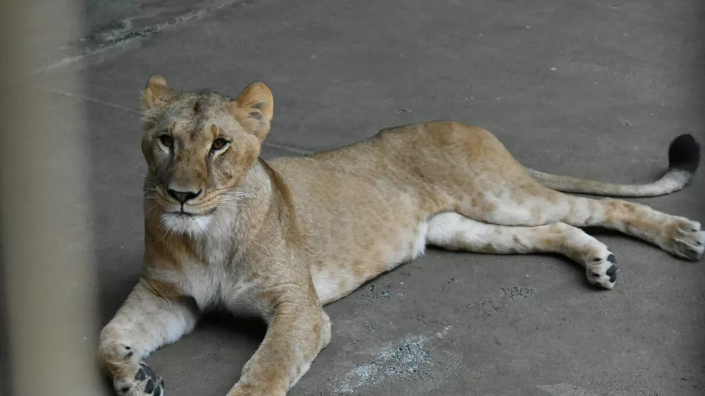 Three-year-old female lion Mugi, one of three lions in Tama Zoological Park that died recently due to suspected heat-related illness, in Tokyo, Japan, in this handout photo taken on May 28, 2025 released by Tokyo Zoological Park Society, and obtained by Reuters on August 4, 2026. Tokyo Zoological Park Society/Handout via REUTERS THIS IMAGE HAS BEEN SUPPLIED BY A THIRD PARTY. NO ARCHIVES. NO RESALES. MANDATORY CREDIT. NO MODIFICATIONS ALLOWED.