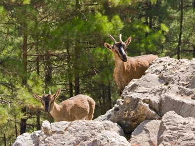 Wild goats kri-kri in Samaria Gorge, Crete, Greece.