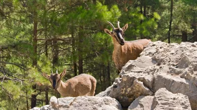 Wild goats kri-kri in Samaria Gorge, Crete, Greece.