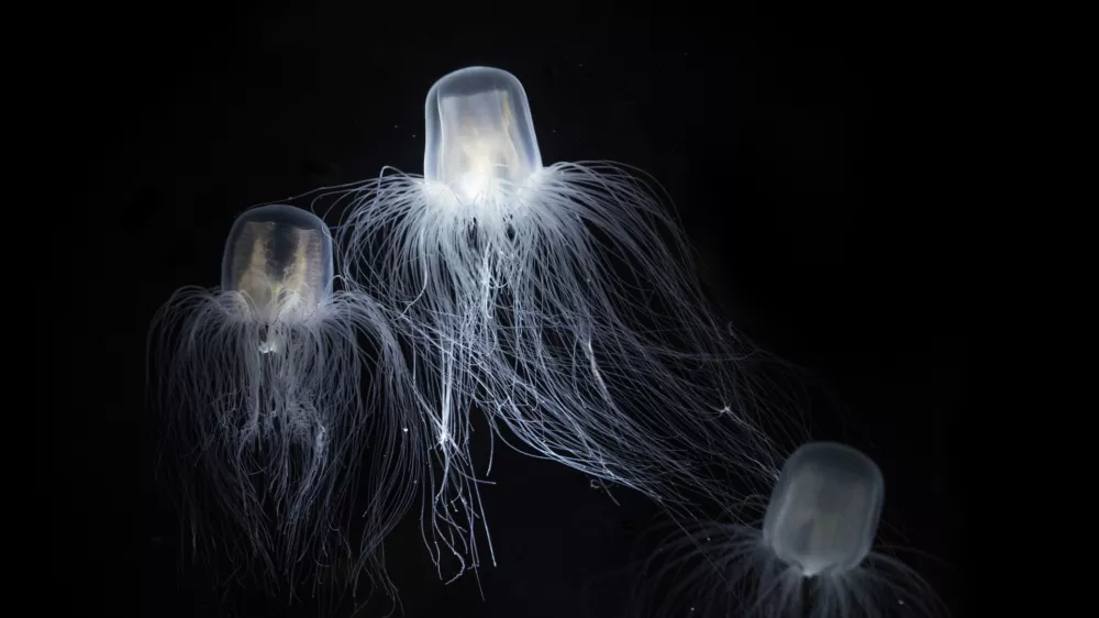 The Sea Wasp - Immortal Jellyfish