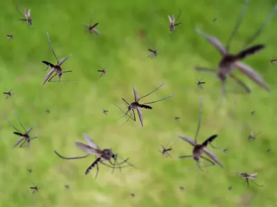 Many mosquitoes fly over green grass field