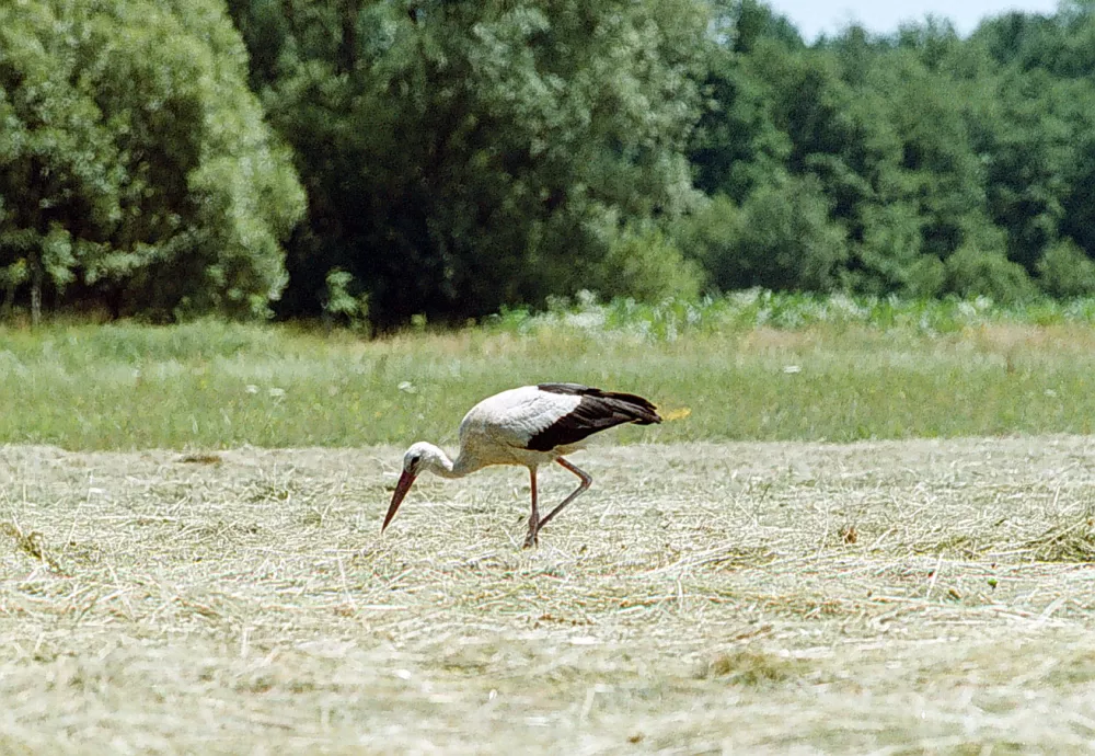 &Scaron;torklja, 