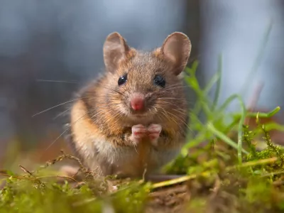 Mi&scaron;i se rade selijo v notranjost zgradb in si tam tudi i&scaron;čejo hrano. / Foto: Istock
