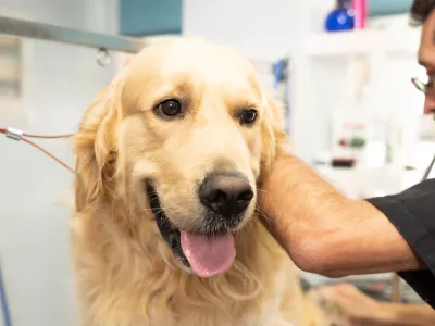 male pet groomer washing and cleaning a golden retriever in grooming salon in keeping your animals clean and healthy concept. / Foto: Sb Arts Media Getty Images/istockphoto