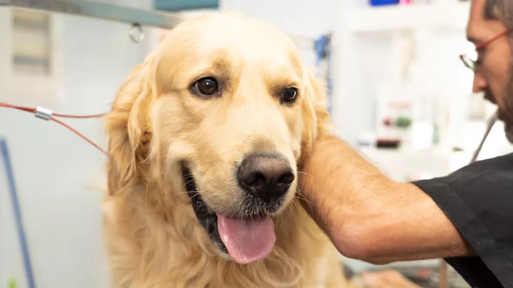 male pet groomer washing and cleaning a golden retriever in grooming salon in keeping your animals clean and healthy concept. / Foto: Sb Arts Media Getty Images/istockphoto