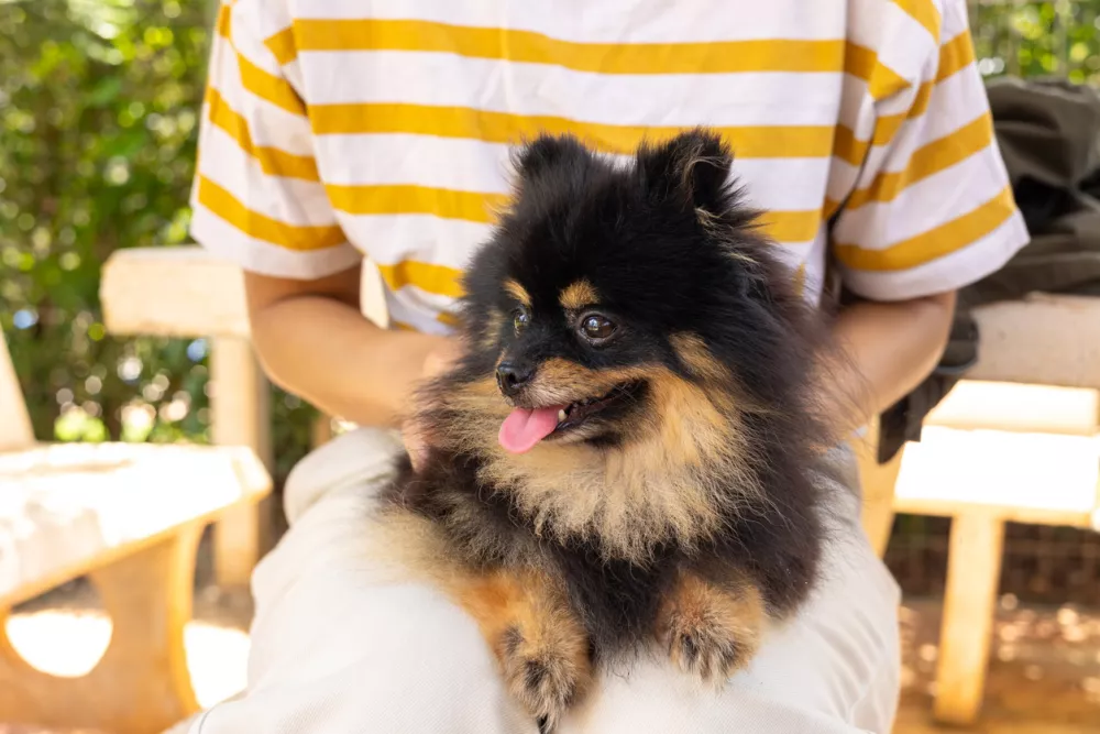 Close-up of happy Pomeranian dog, its tongue out, comfortably held by its owner. With selective focus on the dog, showing the joyful expression and loving bond between a pet and its human companion. / Foto: Wonchalerm Rungswang Getty Images