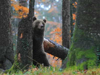 Srečanje z medvedom med obiskom ni zagotovljeno.Foto: Marjan Artnak / Kočevsko 