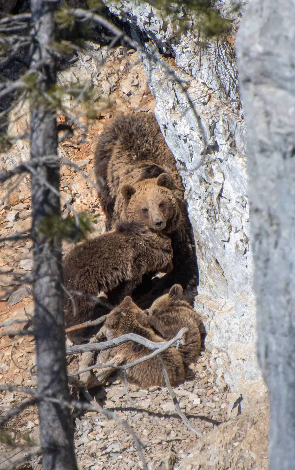 Medvedka z mladiči se bolj kot ljudi boji drugih samcev. Foto: Lan Hočevar / Kočevsko 