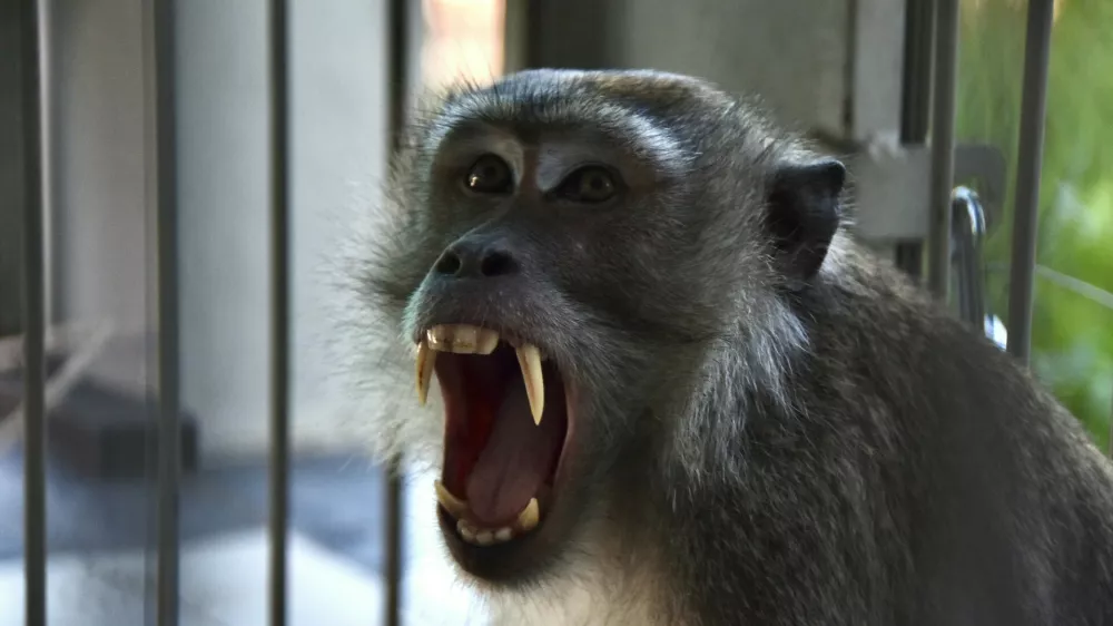 A long-tailed macaque is seen after it was caught in a trap the previous day, at the Animal Rescue Center for observation in Pekanbaru, Riau, on August 7, 2026. Animal trappers have cut short the two-week rampage of a monkey that randomly attacked 18 people on Indonesia's Sumatra island, prompting dozens of schools to close in fear.,Image: 1121233355, License: Rights-managed, Restrictions:, Model Release: no 